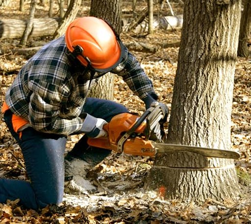 Tree Removal in Max, ND